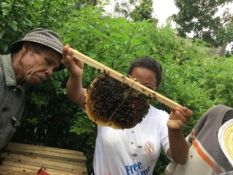 La formation en apiculture est essentielles pour les villageois de Madagascar